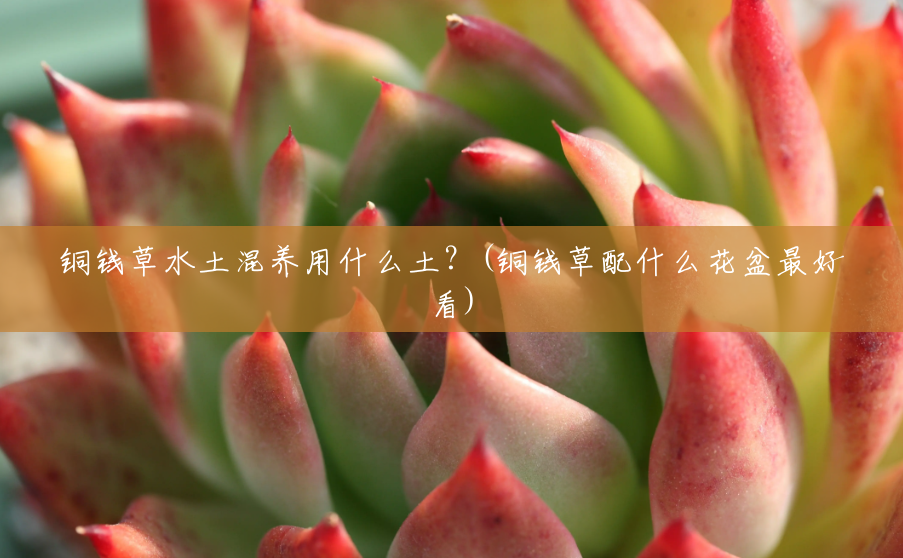 铜钱草水土混养用什么土？(铜钱草配什么花盆最好看)