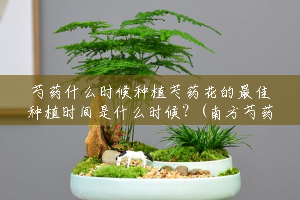 芍药什么时候种植芍药花的最佳种植时间是什么时候？(南方芍药什么时候种植最好)