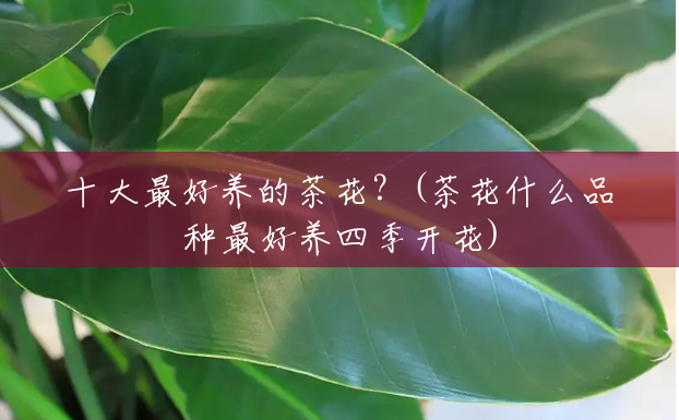 十大最好养的茶花?(茶花什么品种最好养四季开花) 十大最好养的茶花?(茶花什么品种最好养四季开花)