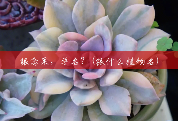 银念果,学名?(银什么植物名) 银念果,学名?(银什么植物名)
