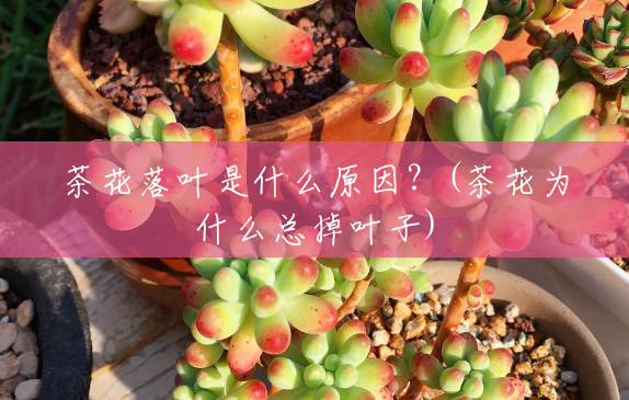 茶花落叶是什么原因?(茶花为什么总掉叶子) 茶花落叶是什么原因?(茶花为什么总掉叶子)