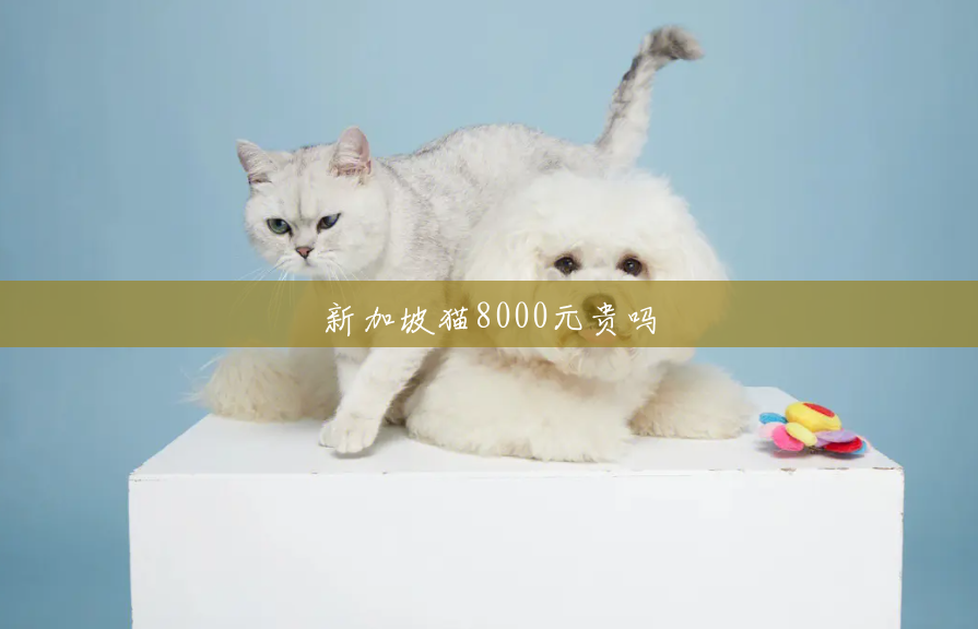 新加坡猫8000元贵吗