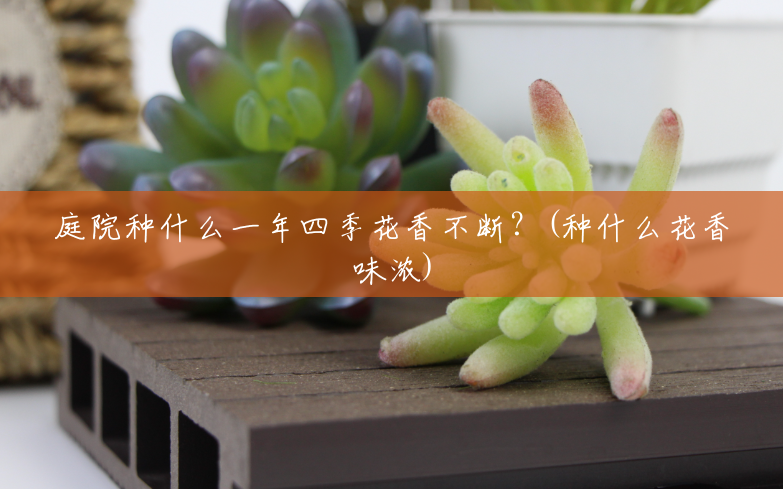 庭院种什么一年四季花香不断?(种什么花香味浓) 庭院种什么一年四季花香不断?(种什么花香味浓)
