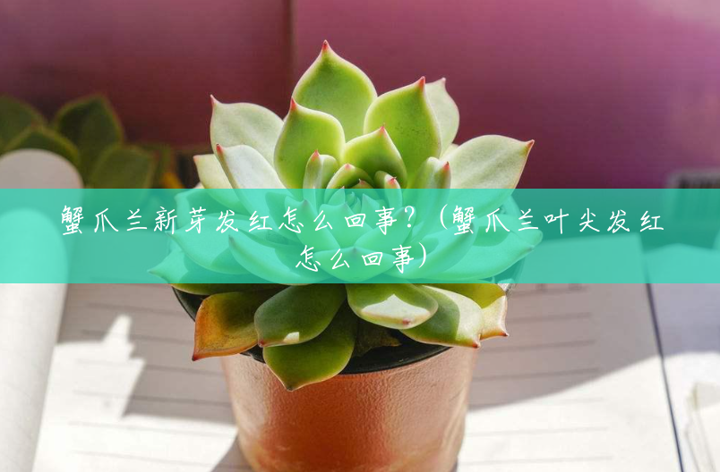 蟹爪兰新芽发红怎么回事?(蟹爪兰叶尖发红怎么回事) 蟹爪兰新芽发红怎么回事?(蟹爪兰叶尖发红怎么回事)