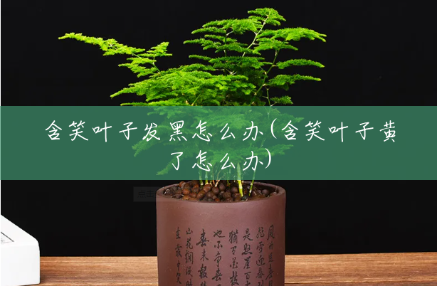 含笑叶子发黑怎么办(含笑叶子黄了怎么办) 含笑叶子发黑怎么办(含笑叶子黄了怎么办)