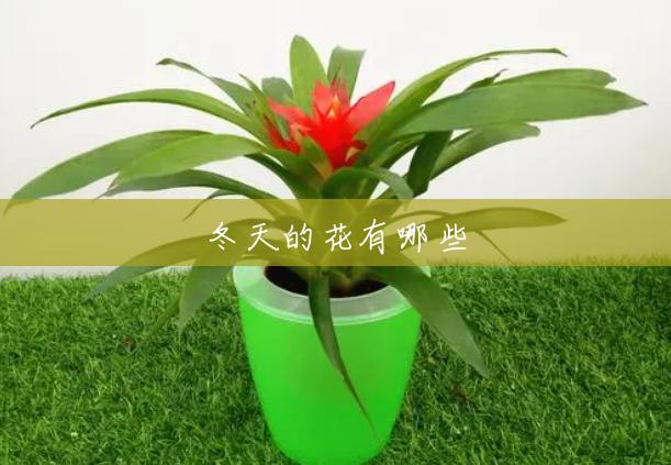 冬天的花有哪些 冬天的花有哪些