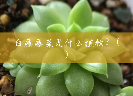 白藤藤菜是什么植物？()
