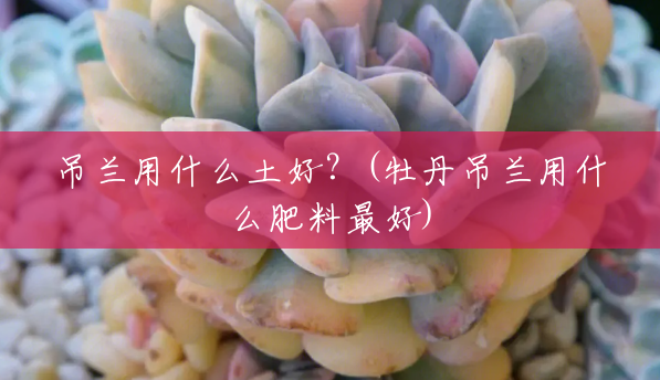 吊兰用什么土好?(牡丹吊兰用什么肥料最好) 吊兰用什么土好?(牡丹吊兰用什么肥料最好)