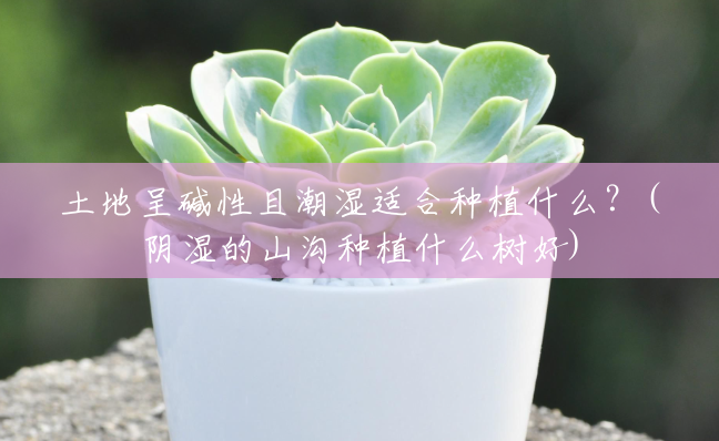 土地呈碱性且潮湿适合种植什么?(阴湿的山沟种植什么树好) 土地呈碱性且潮湿适合种植什么?(阴湿的山沟种植什么树好)