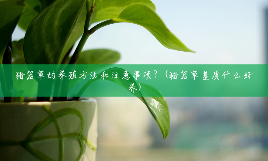 猪笼草的养殖方法和注意事项?(猪笼草基质什么好养) 猪笼草的养殖方法和注意事项?(猪笼草基质什么好养)