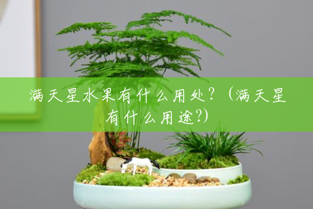满天星水果有什么用处?(满天星有什么用途?) 满天星水果有什么用处?(满天星有什么用途?)