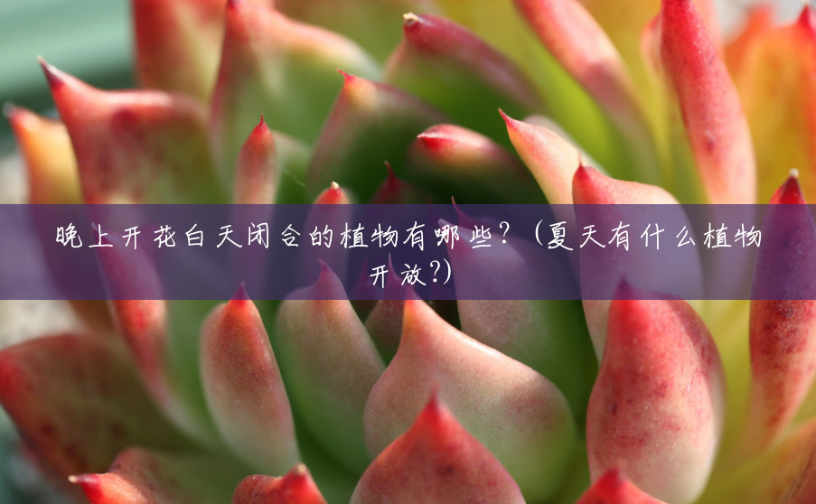 晚上开花白天闭合的植物有哪些?(夏天有什么植物开放?) 晚上开花白天闭合的植物有哪些?(夏天有什么植物开放?)