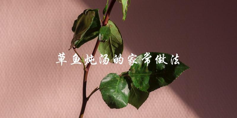 草鱼炖汤的家常做法 草鱼炖汤的家常做法