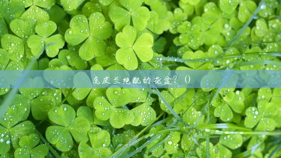 虎皮兰绝配的花盆？()