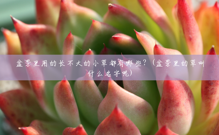 盆景里用的长不大的小草都有哪些?(盆景里的草叫什么名字呢) 盆景里用的长不大的小草都有哪些?(盆景里的草叫什么名字呢)