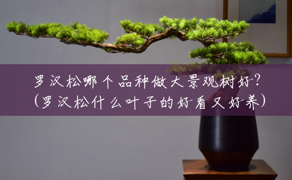罗汉松哪个品种做大景观树好?(罗汉松什么叶子的好看又好养) 罗汉松哪个品种做大景观树好?(罗汉松什么叶子的好看又好养)