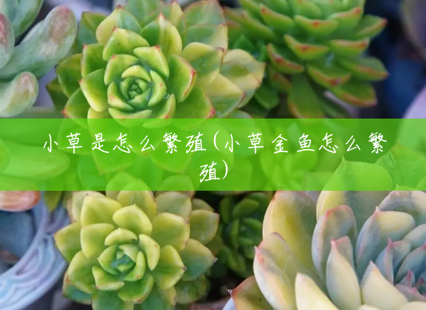 小草是怎么繁殖(小草金鱼怎么繁殖) 小草是怎么繁殖(小草金鱼怎么繁殖)