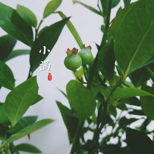 端午节节日祝福语