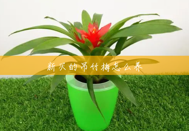 新买的吊竹梅怎么养 新买的吊竹梅怎么养