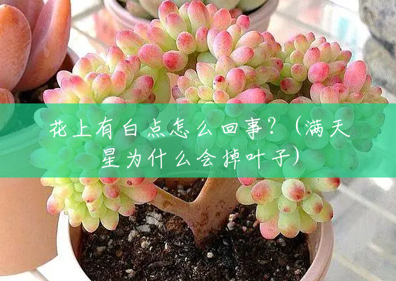 花上有白点怎么回事?(满天星为什么会掉叶子) 花上有白点怎么回事?(满天星为什么会掉叶子)