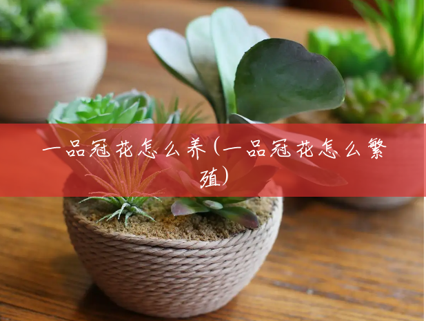 一品冠花怎么养(一品冠花怎么繁殖) 一品冠花怎么养(一品冠花怎么繁殖)