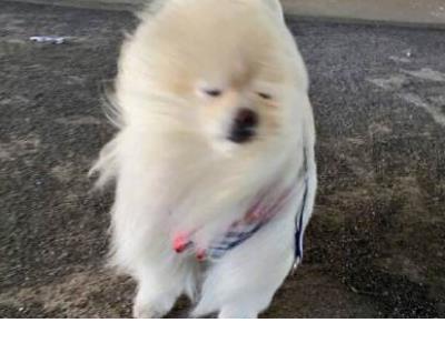 关于反对战争名言以及诗句