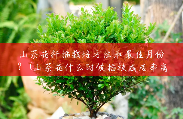 山茶花扦插栽培方法和最佳月份？(山茶花什么时候插枝成活率高?)