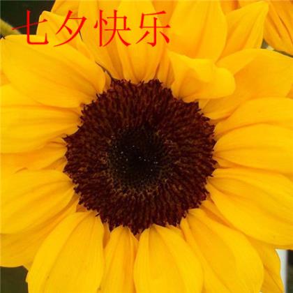 小学音乐教师教育感言一句话