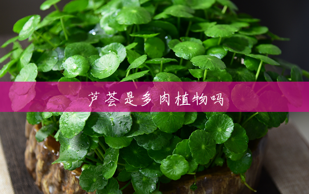 芦荟是多肉植物吗 芦荟是多肉植物吗