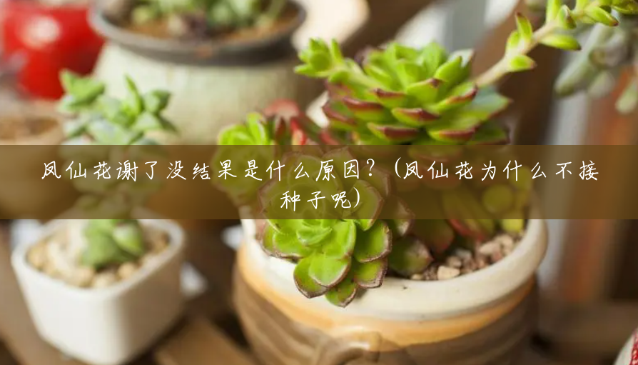 凤仙花谢了没结果是什么原因?(凤仙花为什么不接种子呢) 凤仙花谢了没结果是什么原因?(凤仙花为什么不接种子呢)