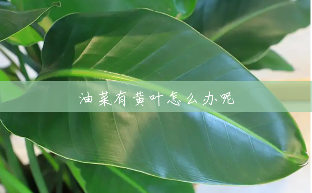 油菜有黄叶怎么办呢 油菜有黄叶怎么办呢