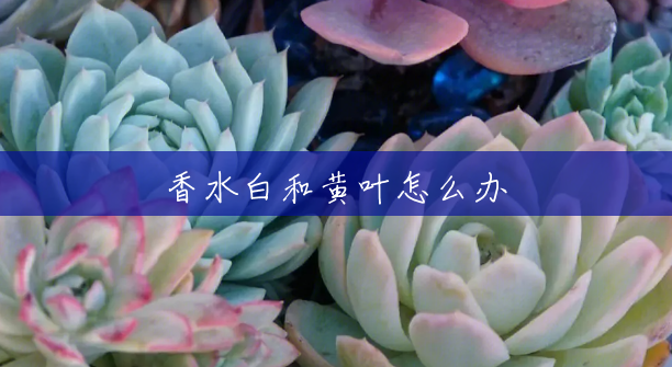 香水白和黄叶怎么办 香水白和黄叶怎么办