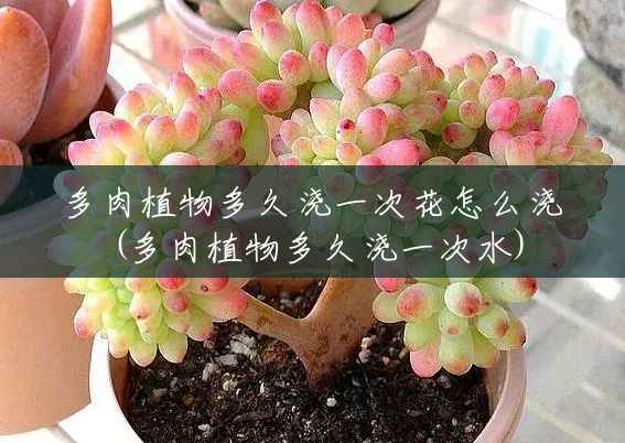 多肉植物多久浇一次花怎么浇(多肉植物多久浇一次水) 多肉植物多久浇一次花怎么浇(多肉植物多久浇一次水)