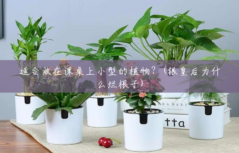 适合放在课桌上小型的植物?(银皇后为什么烂根子) 适合放在课桌上小型的植物?(银皇后为什么烂根子)