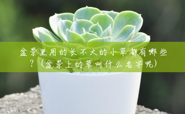 盆景里用的长不大的小草都有哪些?(盆景上的草叫什么名字呢) 盆景里用的长不大的小草都有哪些?(盆景上的草叫什么名字呢)