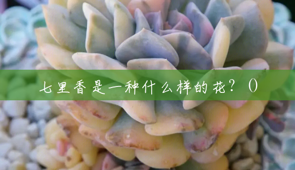 七里香是一种什么样的花?() 七里香是一种什么样的花?()