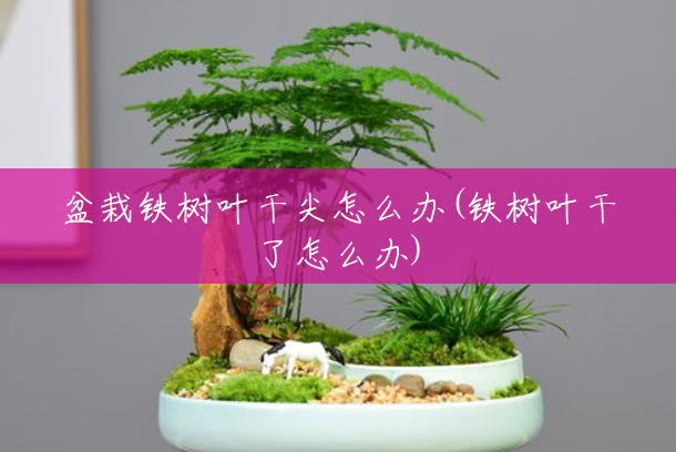 盆栽铁树叶干尖怎么办(铁树叶干了怎么办) 盆栽铁树叶干尖怎么办(铁树叶干了怎么办)