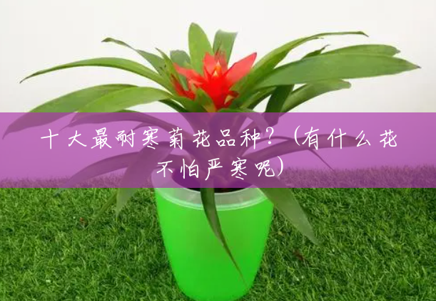 十大最耐寒菊花品种?(有什么花不怕严寒呢) 十大最耐寒菊花品种?(有什么花不怕严寒呢)