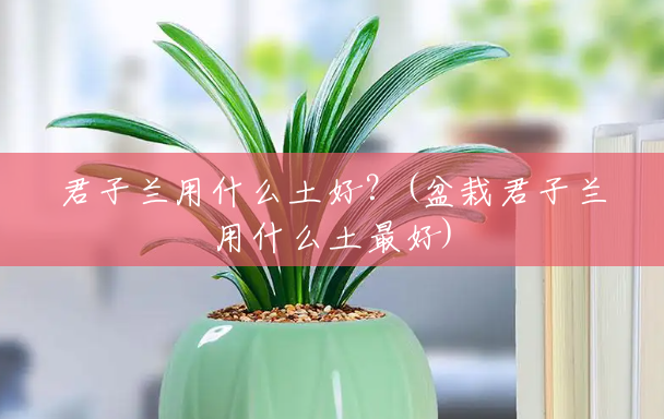 君子兰用什么土好?(盆栽君子兰用什么土最好) 君子兰用什么土好?(盆栽君子兰用什么土最好)
