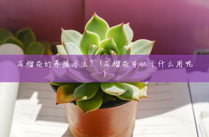 石榴花的养殖方法?(石榴花可以干什么用呢) 石榴花的养殖方法?(石榴花可以干什么用呢)