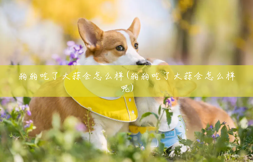 狗狗吃了大蒜会怎么样(狗狗吃了大蒜会怎么样呢) 狗狗吃了大蒜会怎么样(狗狗吃了大蒜会怎么样呢)