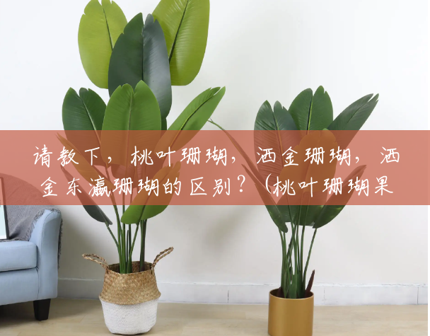 请教下,桃叶珊瑚,洒金珊瑚,洒金东瀛珊瑚的区别?(桃叶珊瑚果实有什么用处) 请教下,桃叶珊瑚,洒金珊瑚,洒金东瀛珊瑚的区别?(桃叶珊瑚果实有什么用处)