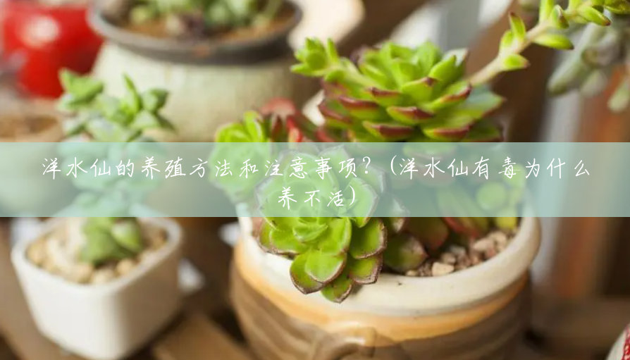 洋水仙的养殖方法和注意事项?(洋水仙有毒为什么养不活) 洋水仙的养殖方法和注意事项?(洋水仙有毒为什么养不活)