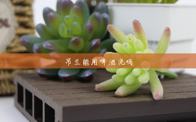 吊兰能用啤酒浇吗 吊兰能用啤酒浇吗