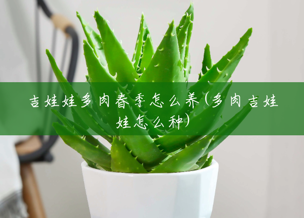吉娃娃多肉春季怎么养(多肉吉娃娃怎么种)