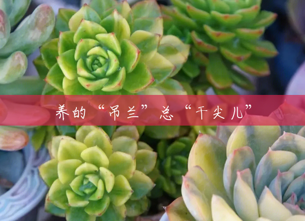 养的“吊兰”总“干尖儿” 养的“吊兰”总“干尖儿”