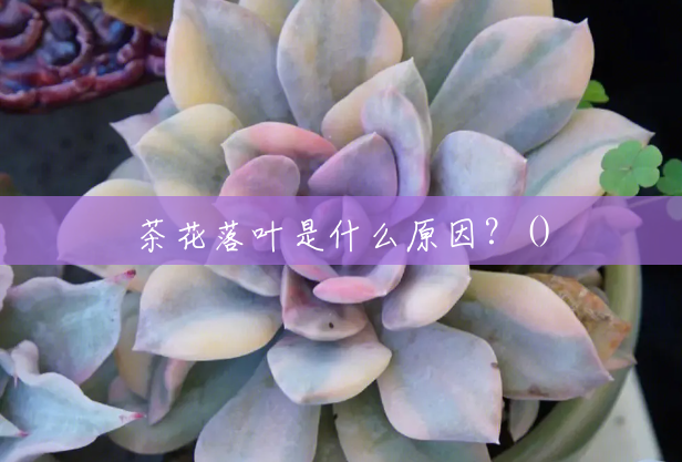 茶花落叶是什么原因?() 茶花落叶是什么原因?()