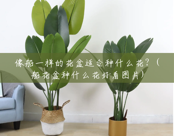 像船一样的花盆适合种什么花?(船花盆种什么花好看图片) 像船一样的花盆适合种什么花?(船花盆种什么花好看图片)