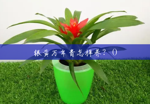 银黄万年青怎样养?() 银黄万年青怎样养?()