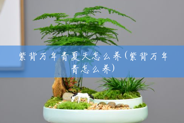 紫背万年青夏天怎么养(紫背万年青怎么养) 紫背万年青夏天怎么养(紫背万年青怎么养)